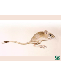 گونه دوپای کوتوله Dwarf Fat – tailed Jerboa